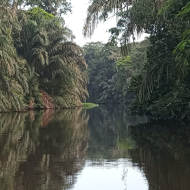 Río espejo, manglares reflejados